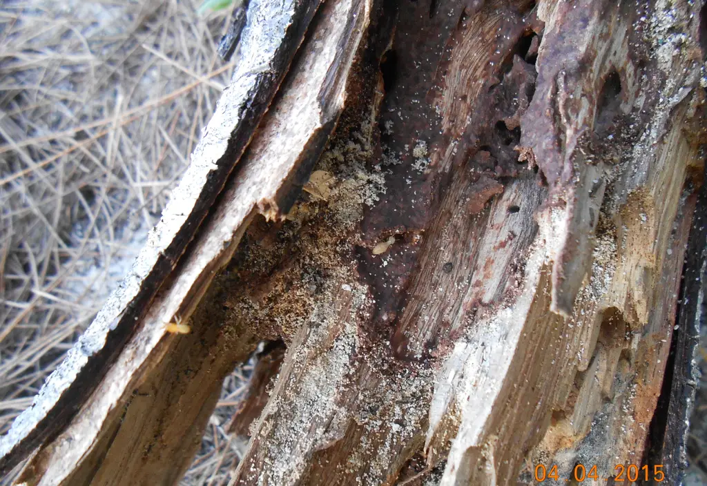 Structural lumber eaten hollow along the grain by a termite colony